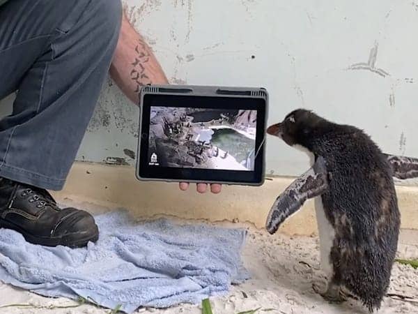 pingüino Este pingüino mira dibujos animados mientras se recupera en un zoológico de Australia Este pingüino mira dibujos animados mientras se recupera en el zoológico de Australia