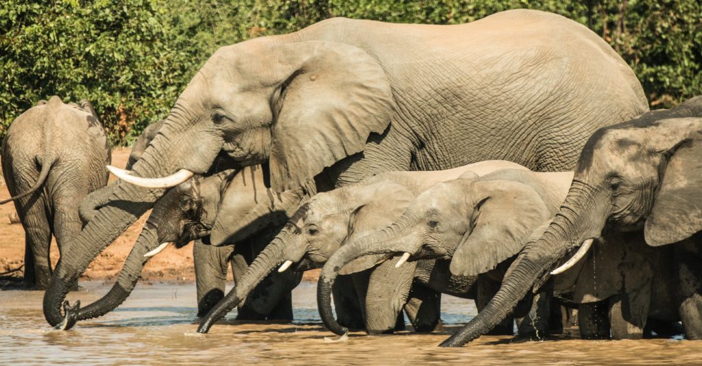 Se conoce la probable causa de muerte de más de 300 elefantes en Botswana y está relacionada al cambio climático