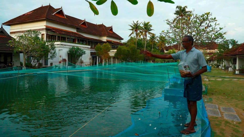 un resort de lujo en el sur de la India convirtió su piscina en un criadero de 16.000 peces