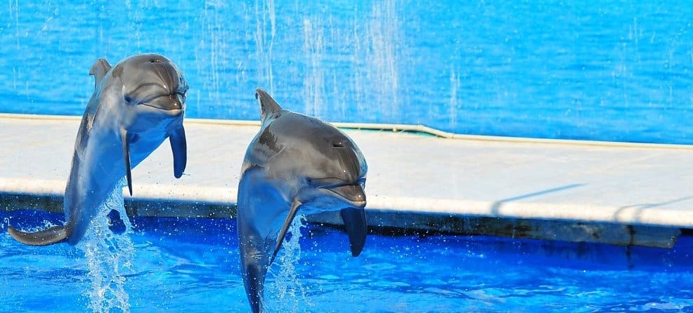 En Francia prohibirán el uso de animales silvestres en circos y parques marinos