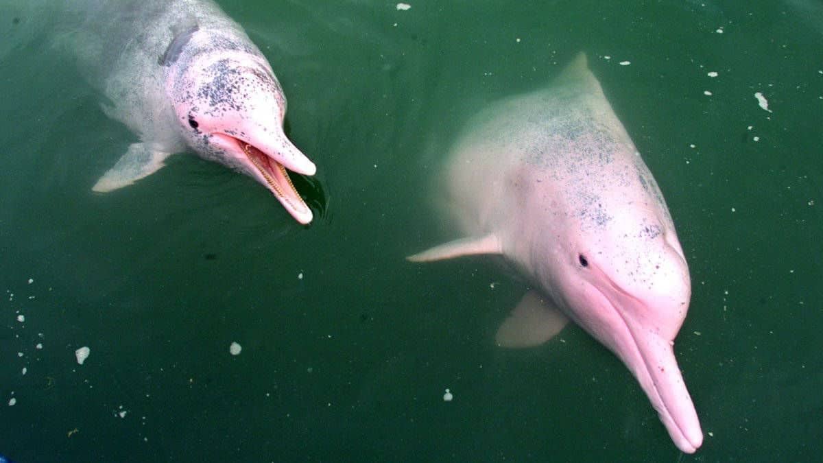 delfines rosados 2