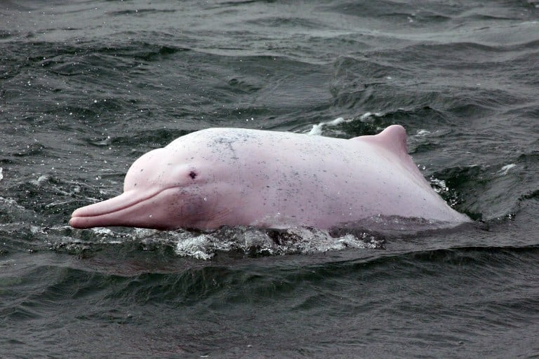 Descubren mayor presencia de delfines rosados en Hong Kong tras la ausencia de ferries debido al COVID-19