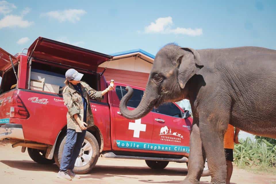 Con este proyecto podes hacer videollamada con un elefante y, al mismo tiempo, contribuir a su bienestar