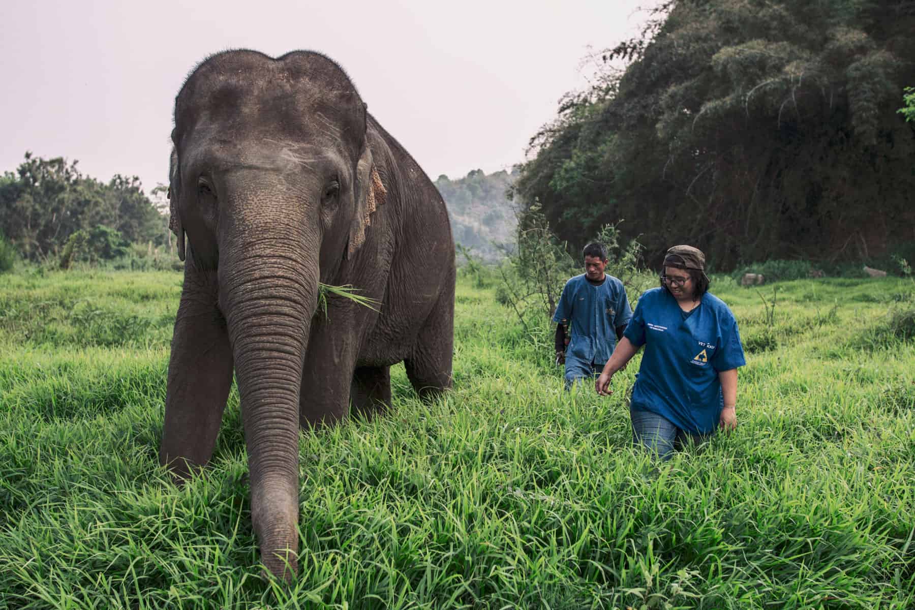 Con este proyecto podes hacer videollamada con un elefante y, al mismo tiempo, contribuir a su bienestar