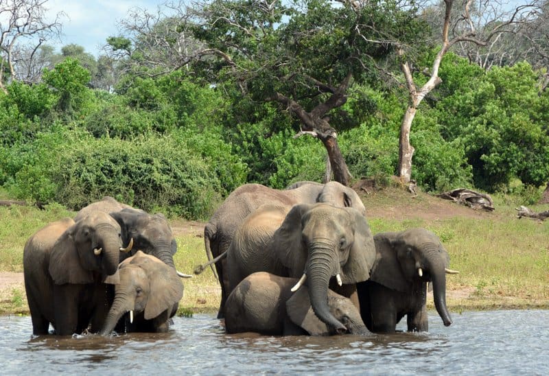 Se conoce la probable causa de muerte de más de 300 elefantes en Botswana y está relacionada al cambio climático