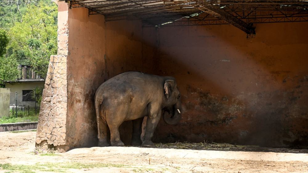 El elefante "más solitario del mundo" ha sido autorizado para pasar de un zoológico condenado a un santuario 