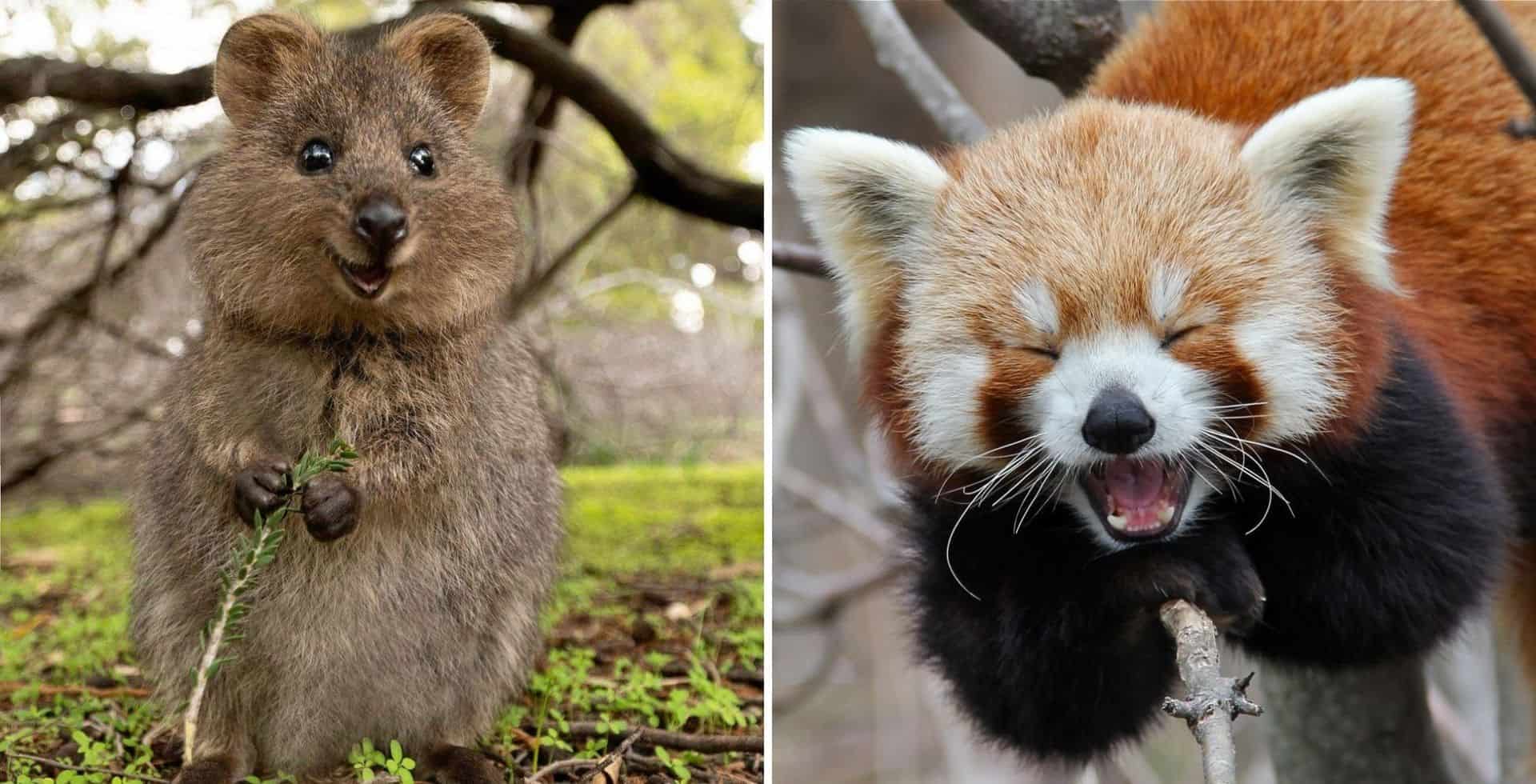 Un estudio asegura que mirar imágenes de animales tiernos puede reducir el estrés en un 50%