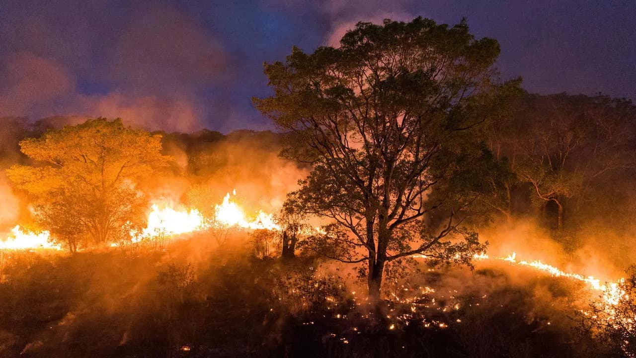 Brasil: el Pantanal atraviesa uno de los peores incendios de la historia y está destruyendo el mayor refugio de jaguares del mundo