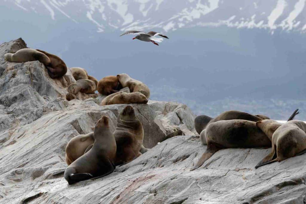 image que ver en ushuaia isla de los lobos ushuaia