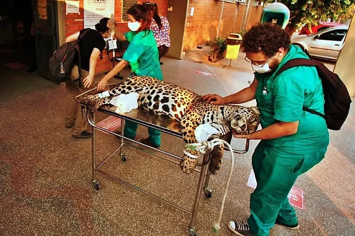 Brasil: el Pantanal atraviesa uno de los peores incendios de la historia y está destruyendo el mayor refugio de jaguares del mundo