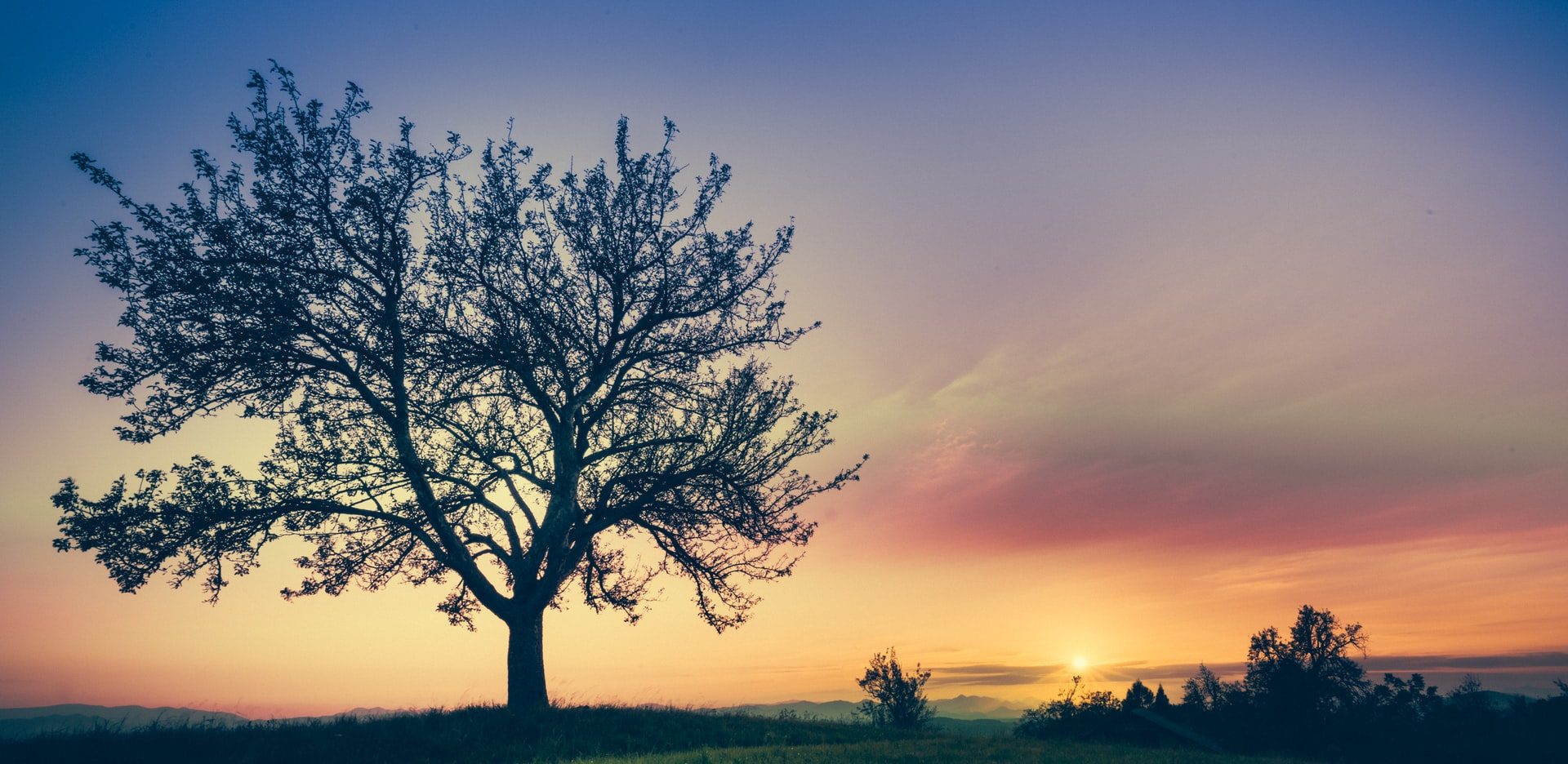Inglaterra, Escocia y Gales quieren saber cuál es el árbol del 2020 y la decisión es del público