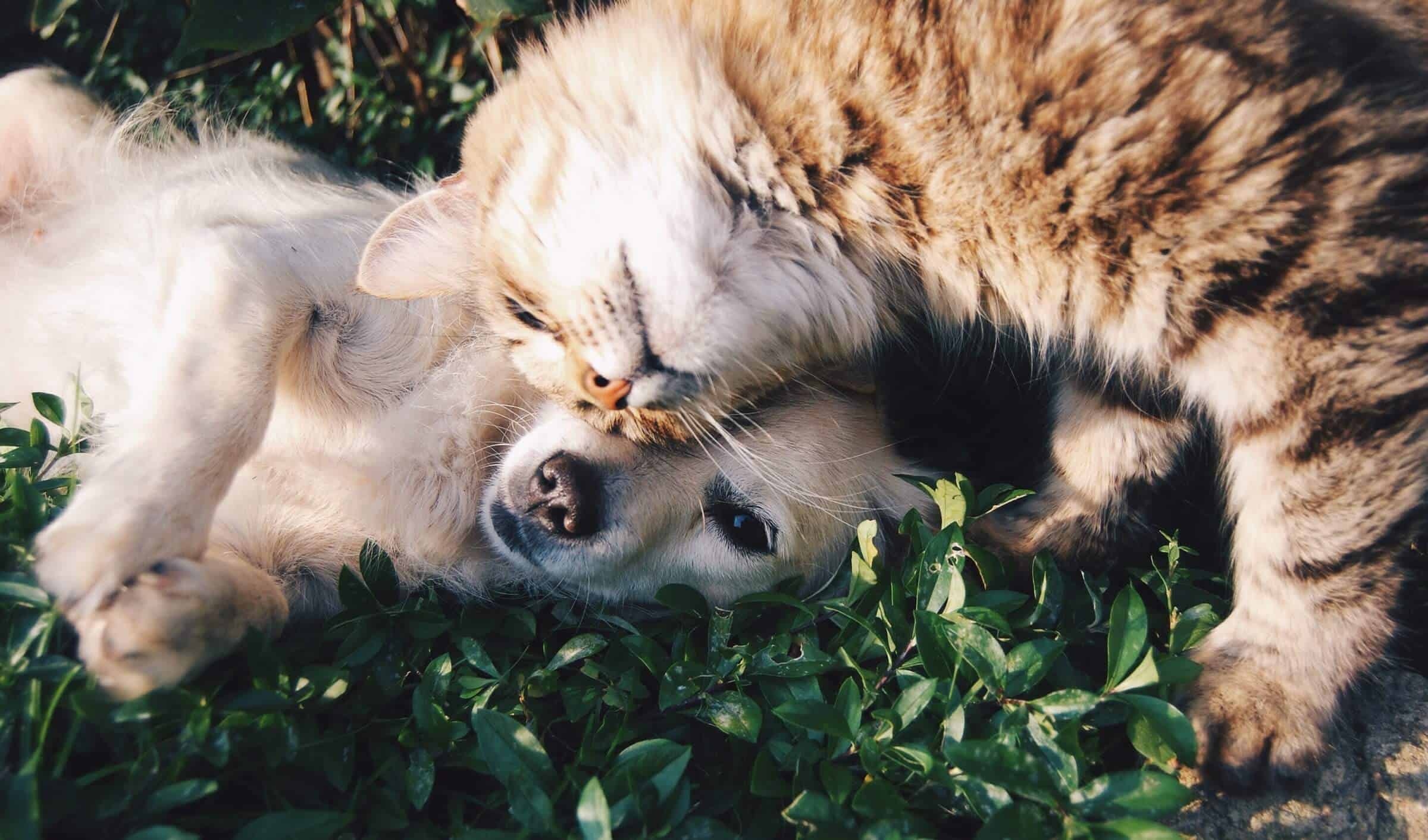 Hotel de lujo para perros y gatos