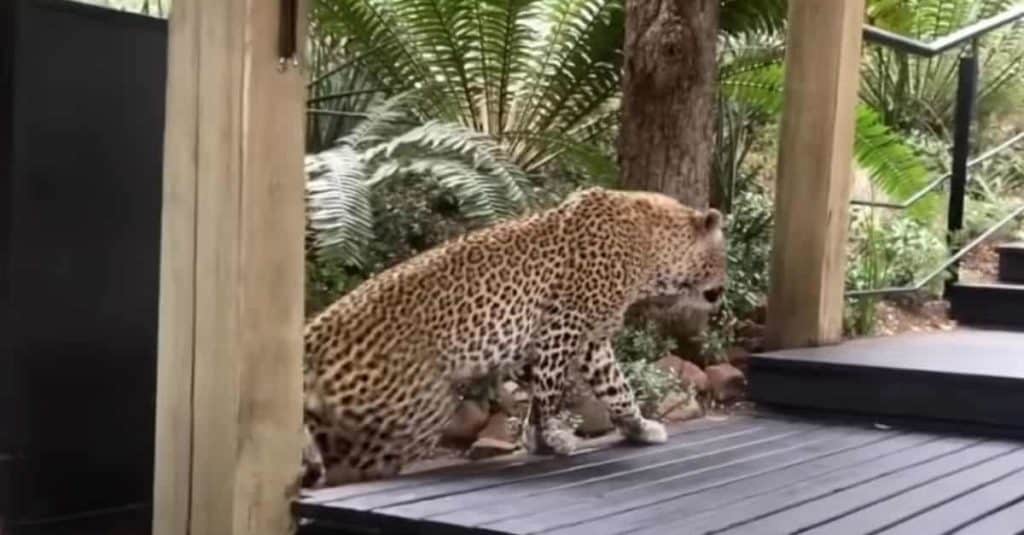 Un leopardo ingresó a un restaurante en Sudáfrica y fue filmado por una de las personas que se encontraban allí