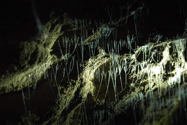 image Cueva de luciernagas en Nueva Zelanda lucas gruwez 9f5Wi0i0UL0 unsplash 1