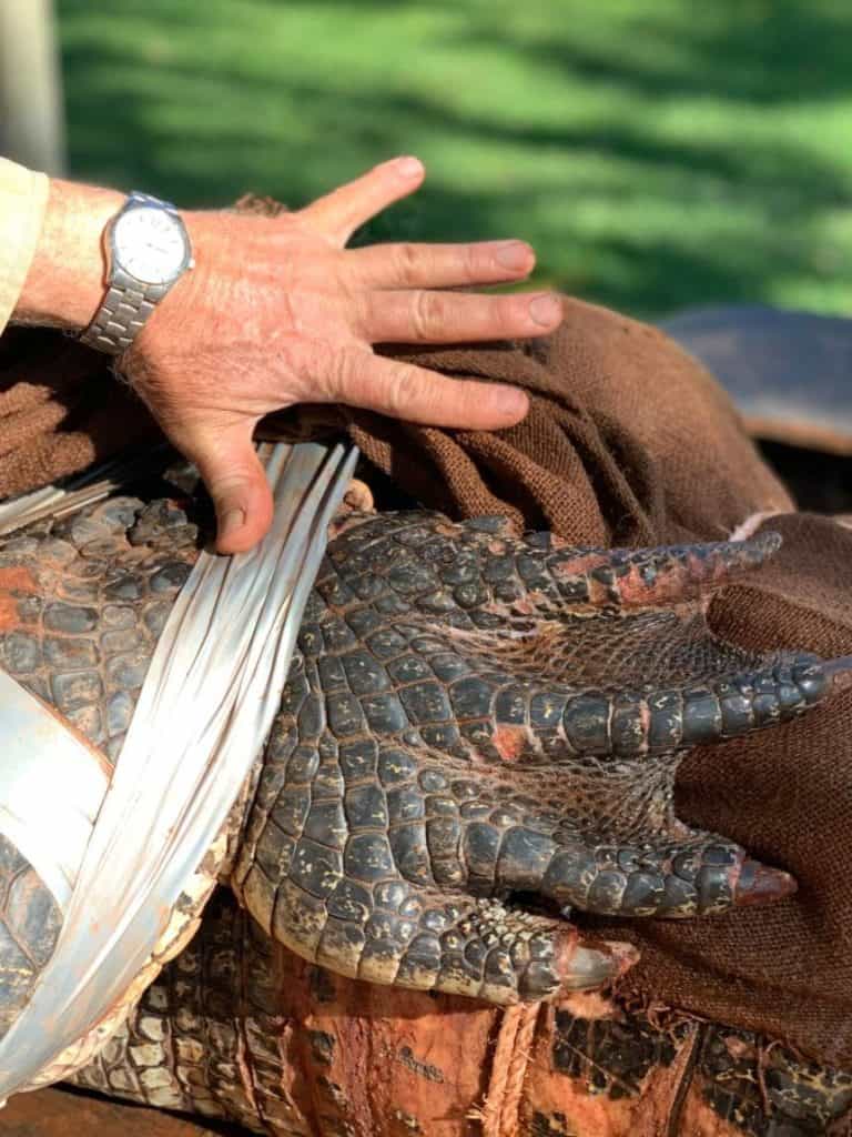 image cocodrilo massive crocodile size of car captured