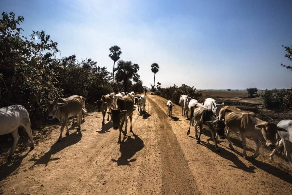 myanmar vacas