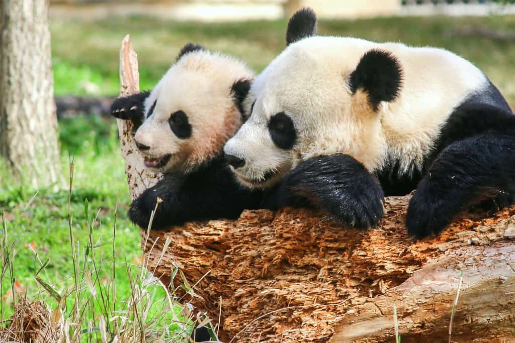 Nació un panda en el Zoológico Nacional Smithsoniano de Estados Unidos