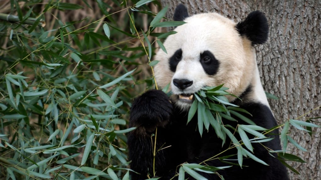 Nació un panda en el Zoológico Nacional Smithsoniano de Estados Unidos