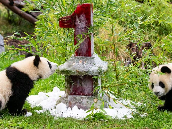 Los pandas gemelos del zoológico de Berlín cumplieron 1 año y hubo festejo