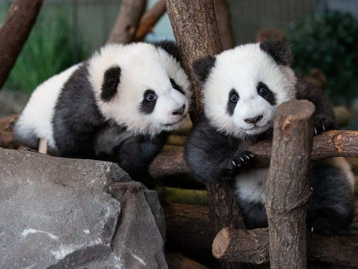 Los pandas gemelos del zoológico de Berlín cumplieron 1 año y hubo festejo