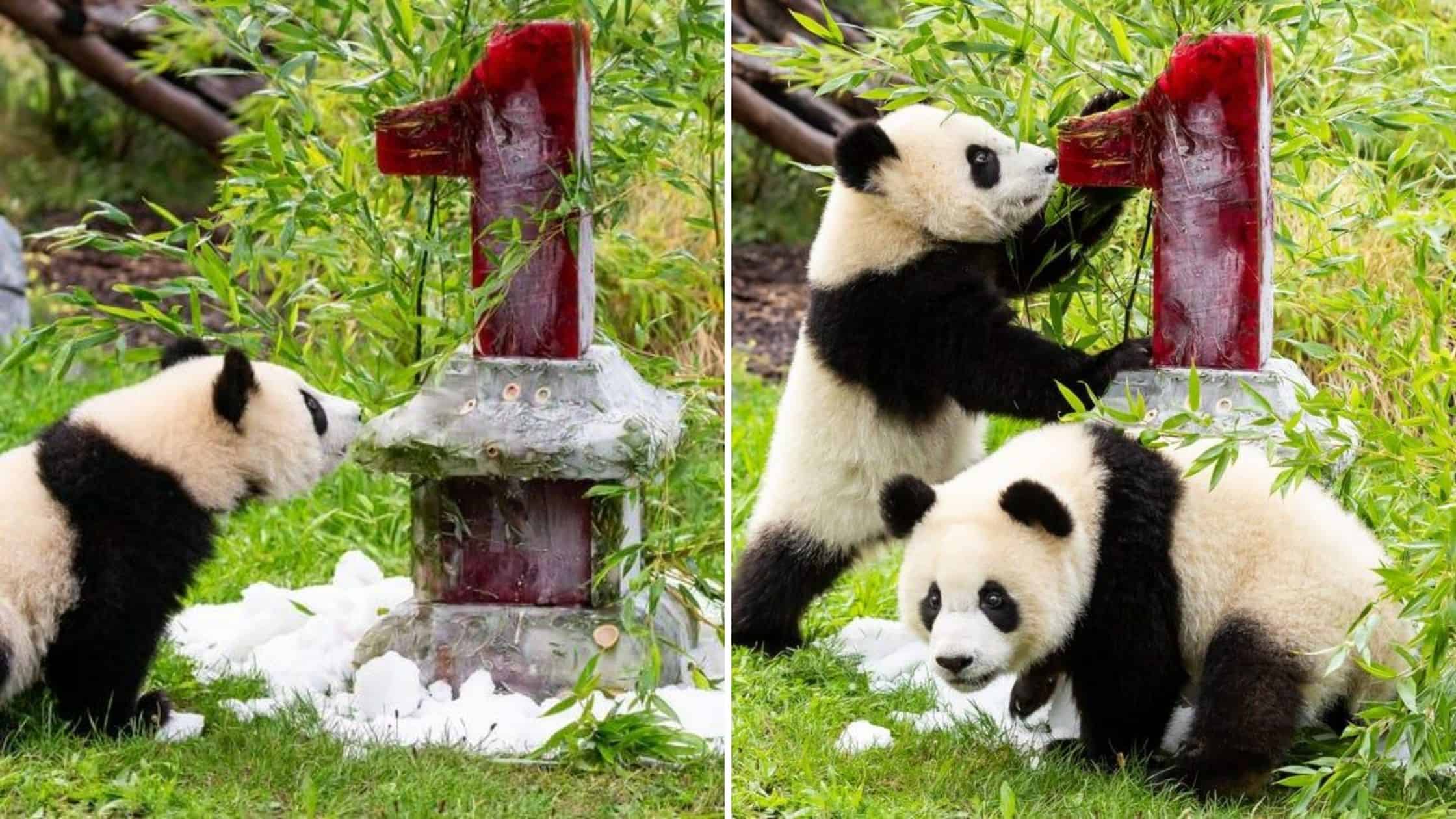 Los pandas gemelos del zoológico de Berlín cumplieron 1 año y hubo festejo