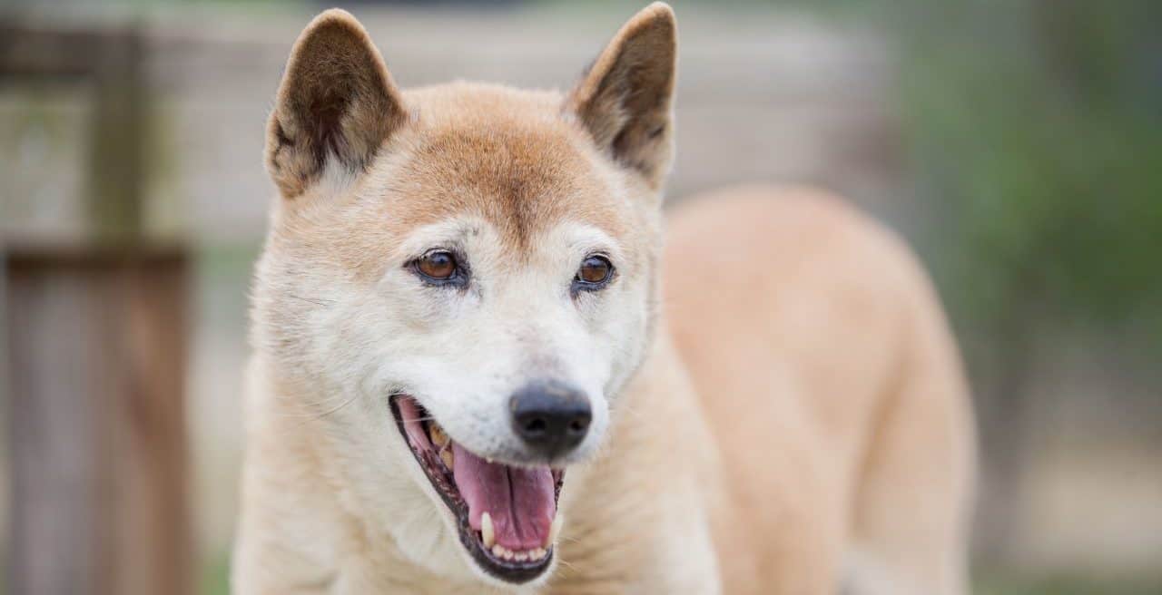 Perros cantores: reaparecieron en Nueva Guinea, por 50 años se los creyó casi extintos
