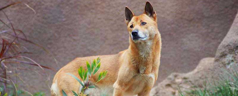 Perros cantores de Nueva Guinea: reaparecieron luego de que se los creyera casi extintos por 50 años