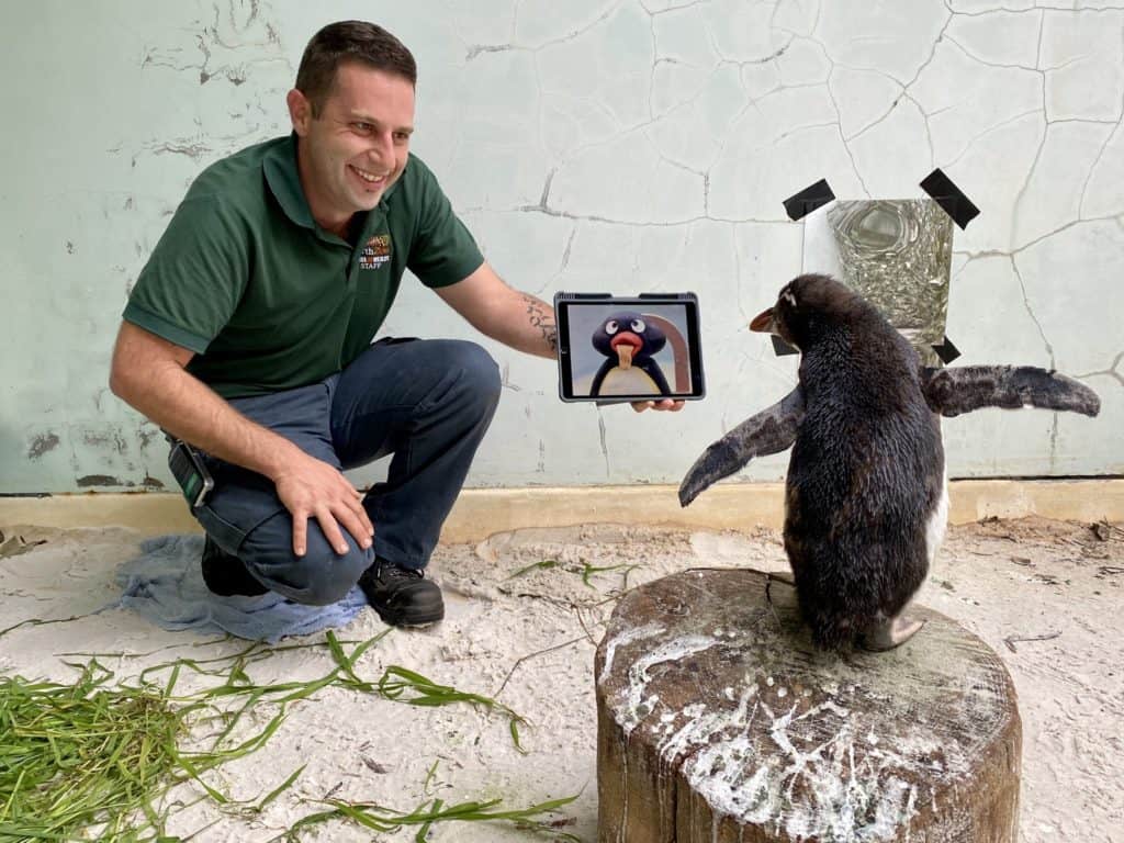 pingüino Este pingüino mira dibujos animados mientras se recupera en un zoológico de Australia Este pingüino mira dibujos animados mientras se recupera en el zoológico de Australia