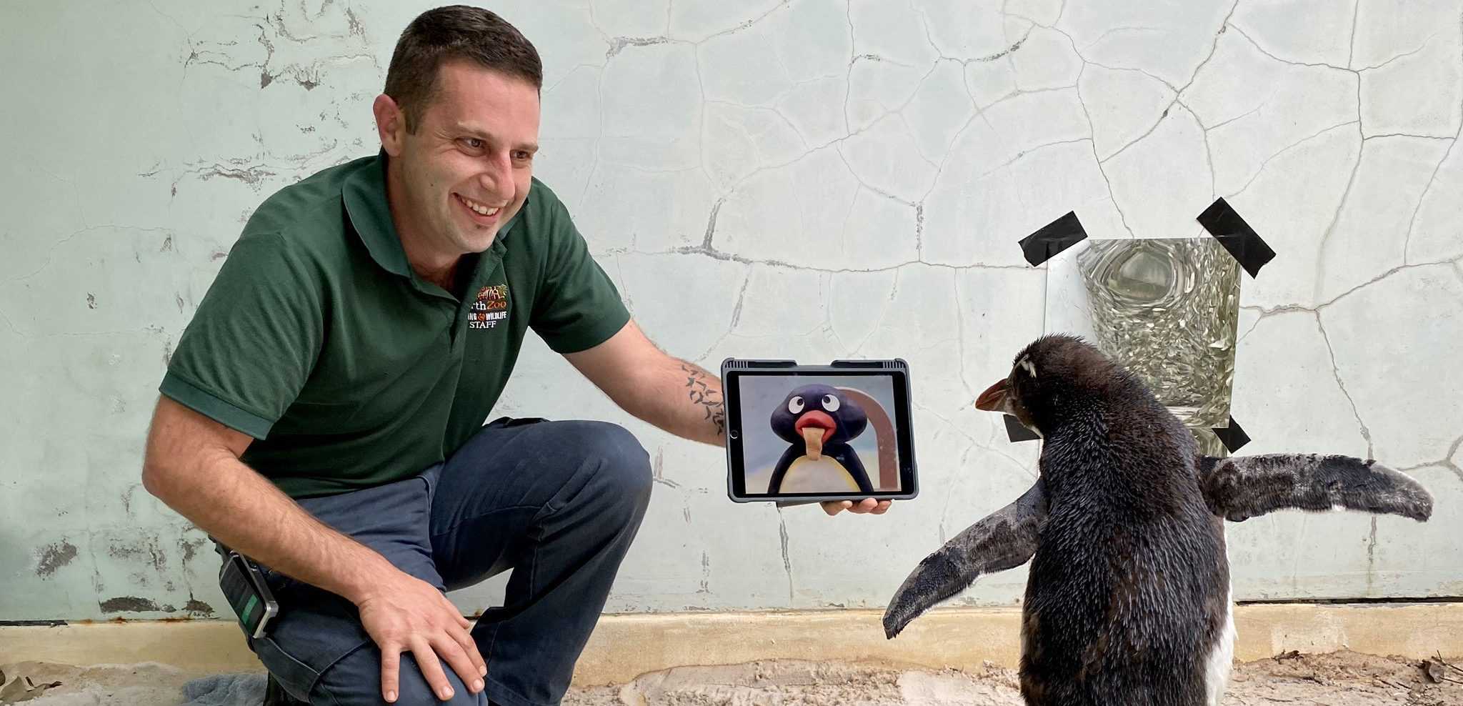 Este pingüino mira dibujos animados mientras se recupera en el zoológico de Australia