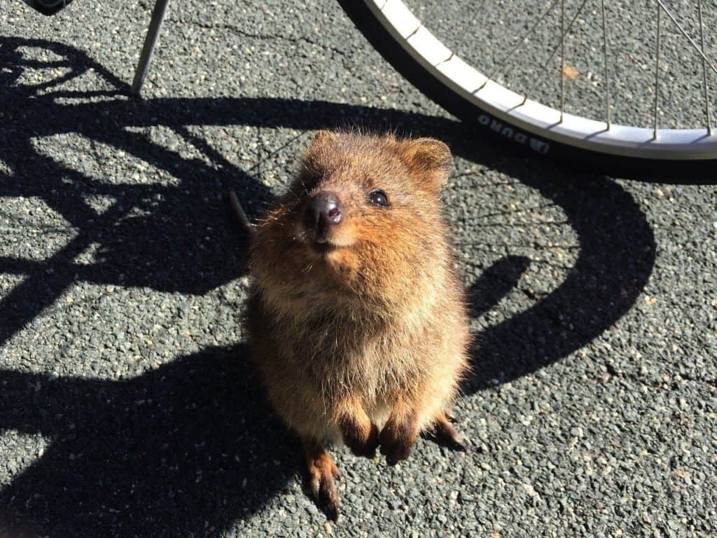 Los animales mas sonrientes del mundo