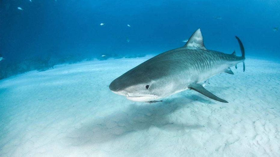 Estrenan "Missing sharks", un documental que muestra la problemática en torno a la caza de tiburones en Panamá