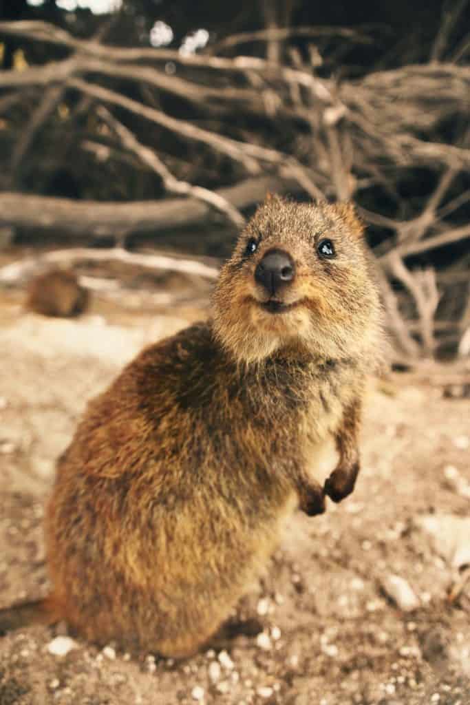 image los animales más sonrientes del mundo tobias fischer IGmYkKKU7W4 unsplash 1