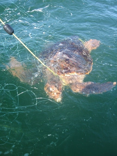 México: encontraron un total de 351 tortugas marinas muertas en lo que va del año en Baja California Sur