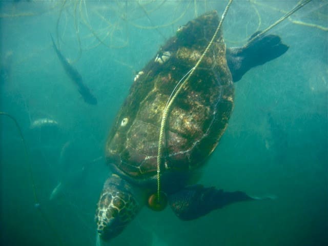 México: encontraron un total de 351 tortugas marinas muertas en lo que va del año en Baja California Sur