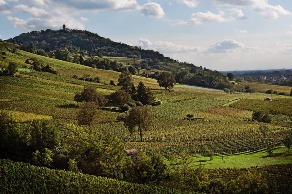 image Hessische Bergstrasse vino 3