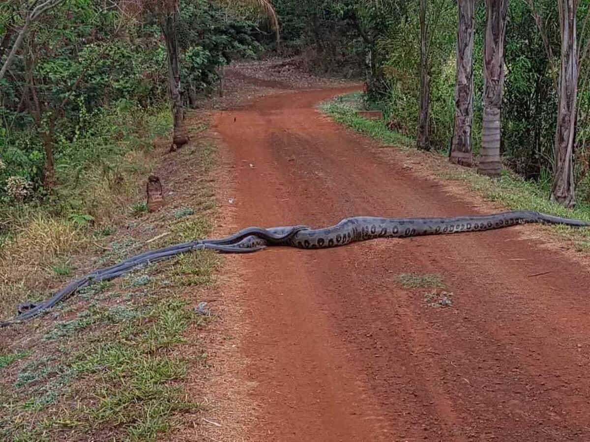 anaconda brasil