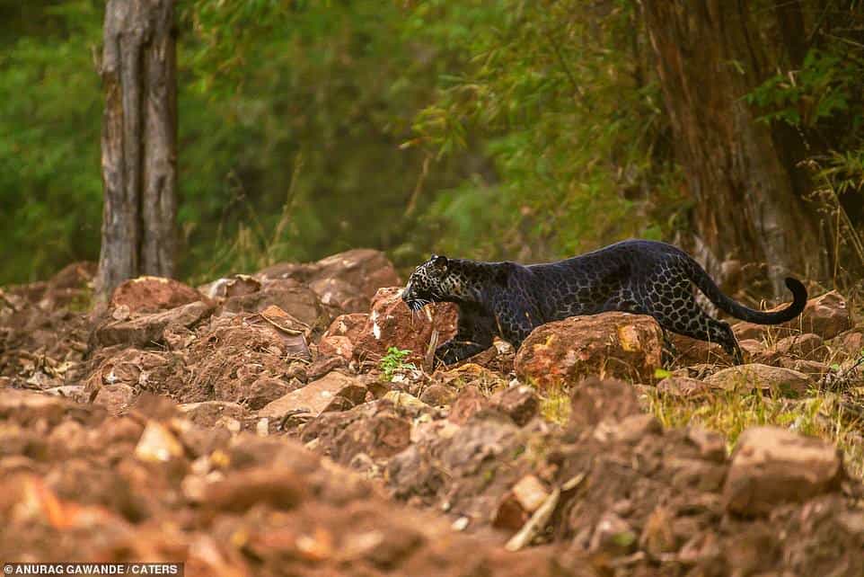 leopardo negro