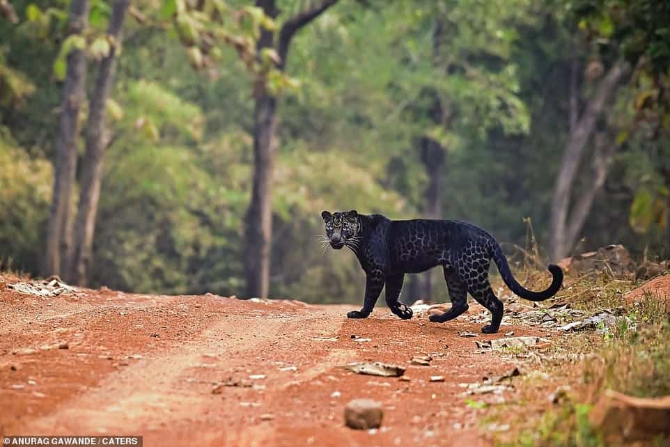 leopardo negro