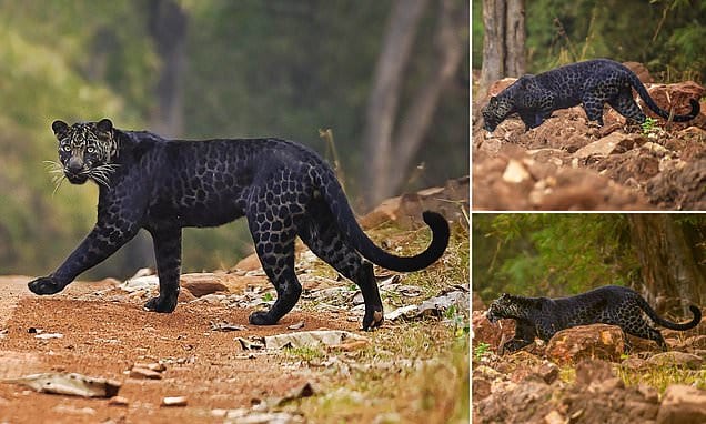 leopardo negro