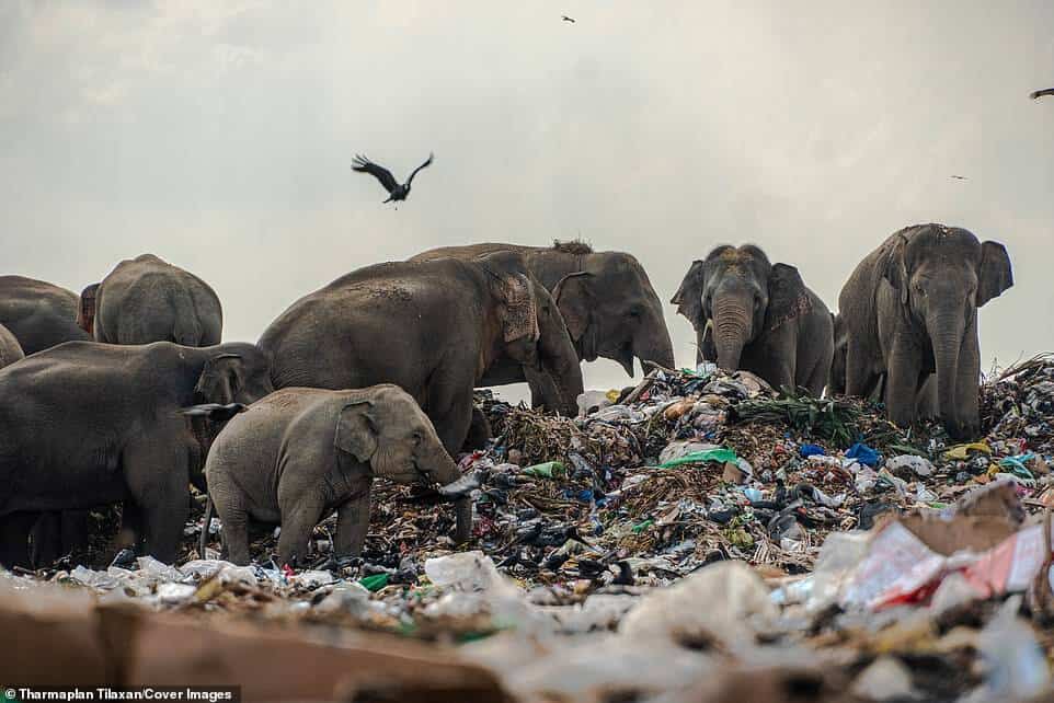Un grupo de elefantes fue visto escarbando en un vertedero de basura en busca de comida Tharmaplan Tilaxan