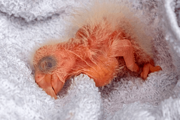 Iberá: Nacieron tres guacamayos rojos tras 150 años de extinción silvestre y podría ser clave para recuperar la especie