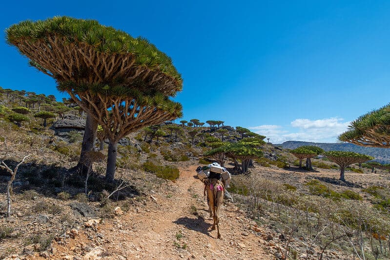 image Socotra 49755785611 8444799909 c 1