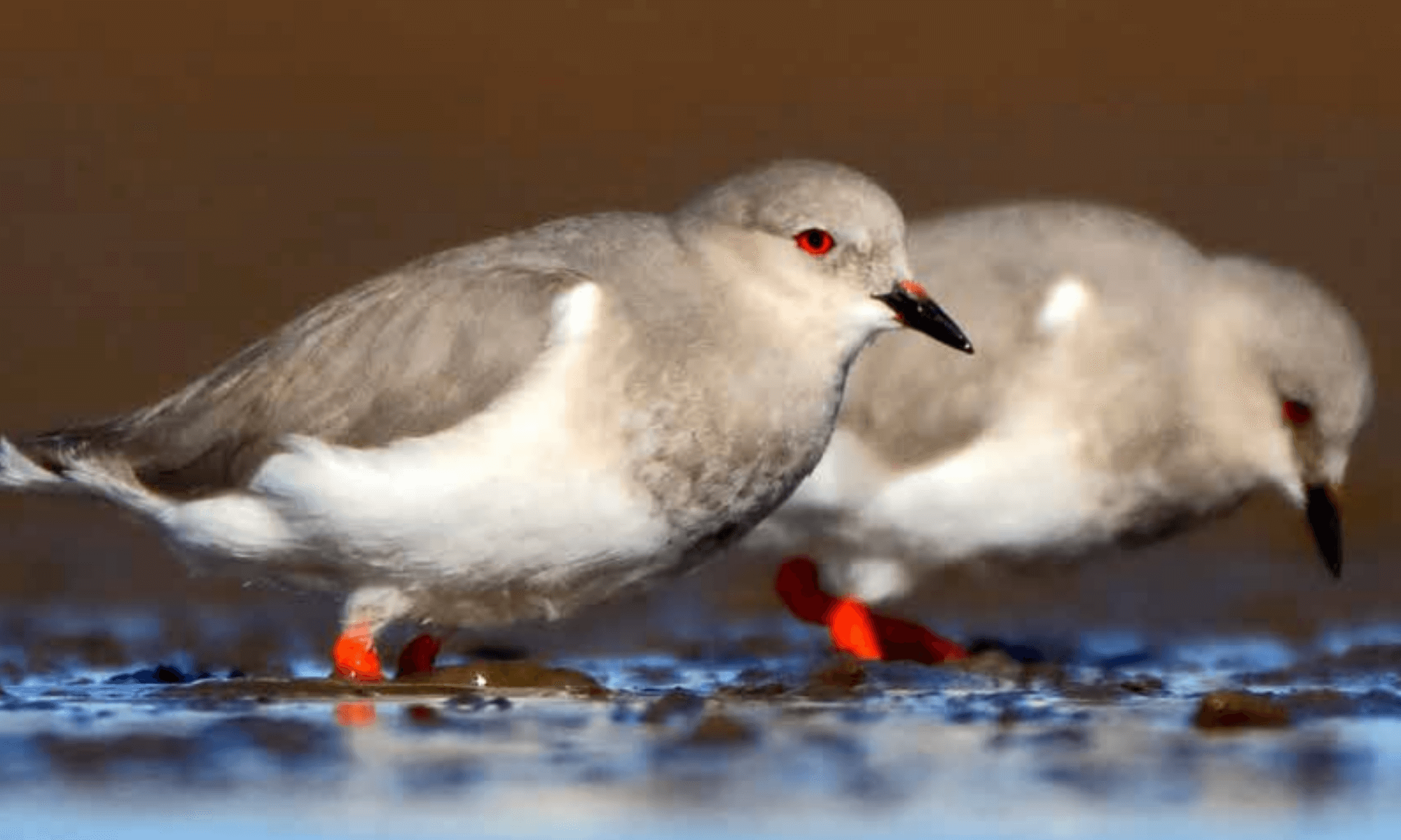 Argentina presenta un Plan Nacional para la conservación de las aves playeras, víctimas de drásticas disminuciones poblacionales en las últimas décadas 1