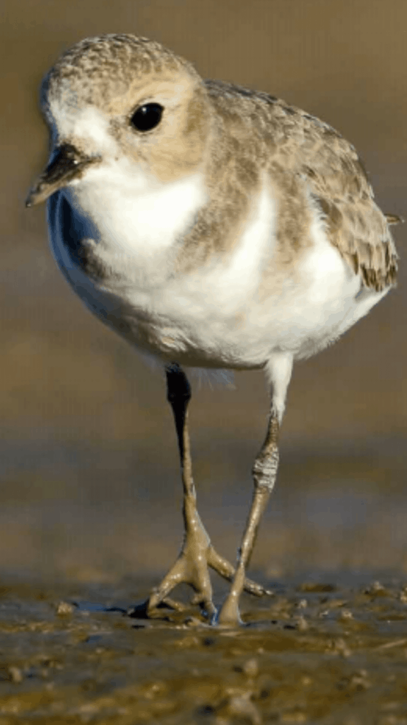 Argentina presenta un Plan Nacional para la conservación de las aves playeras, víctimas de drásticas disminuciones poblacionales en las últimas décadas 