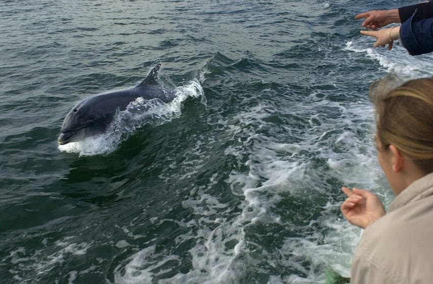 Irlanda: un delfín que solía estar en la costa y acompañar a las personas no aparece hace varios días y genera preocupación