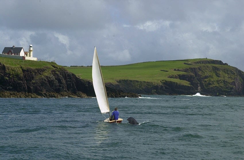 Irlanda: un delfín que solía estar en la costa y acompañar a las personas no aparece hace varios días y genera preocupación