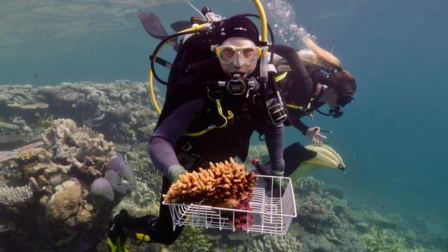 Living Coral Biobank: se dio a conocer el diseño de las instalaciones para el primer centro de conservación de corales del mundo