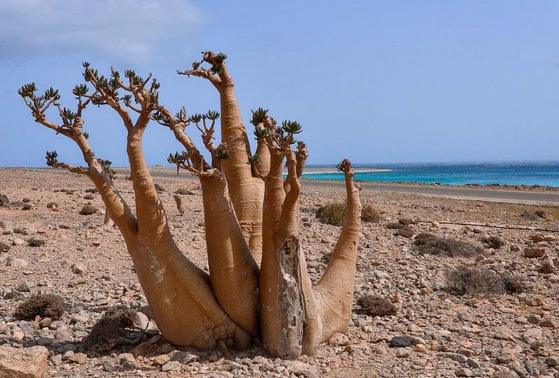 image Socotra Rod Waddington 2 arboles botella