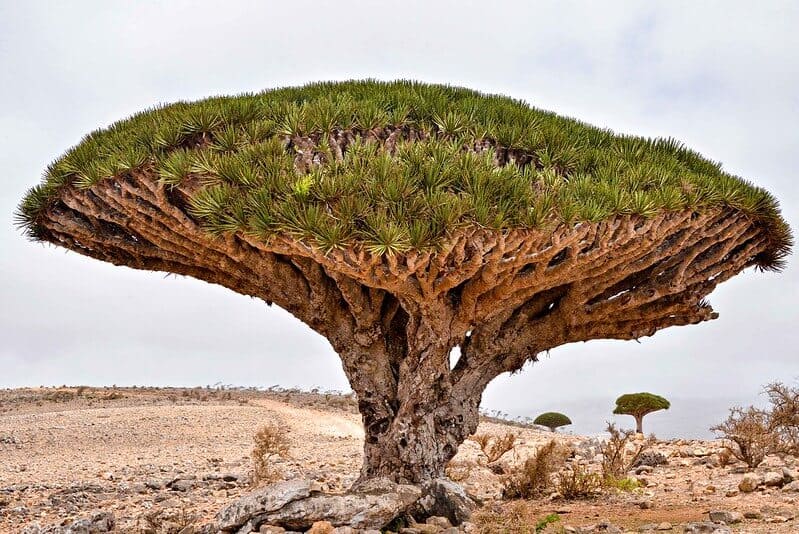 image Socotra Rod Waddington