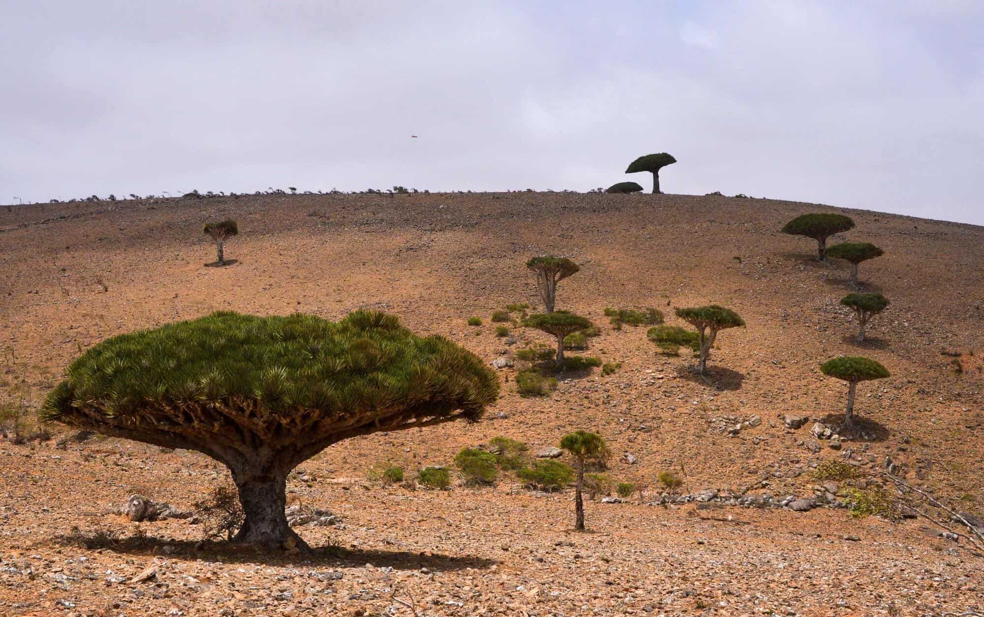 Socotra